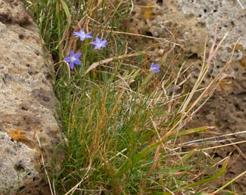 bluebells flowers