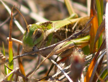 cricket grassland