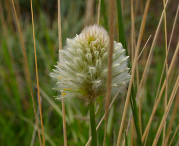 featherhead grass